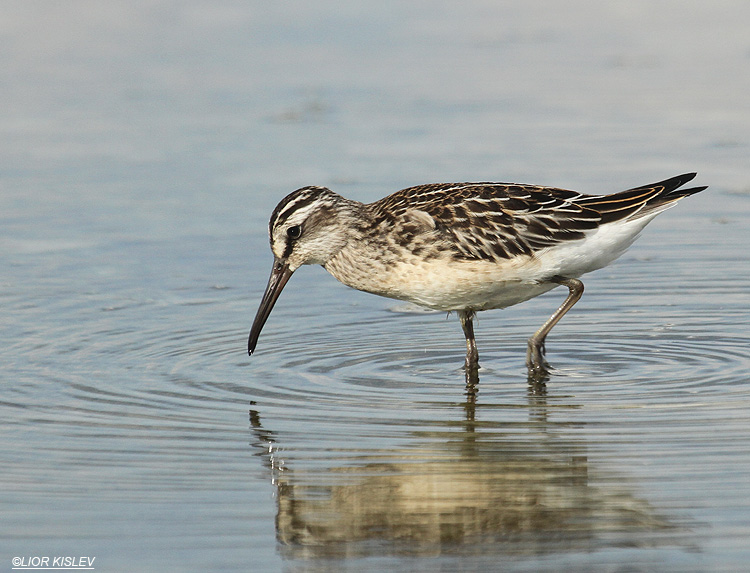 Broad-billed Sandpiper Limicola falcinellus  Maagan Michael Israel,07-09-12 Lior Kislev